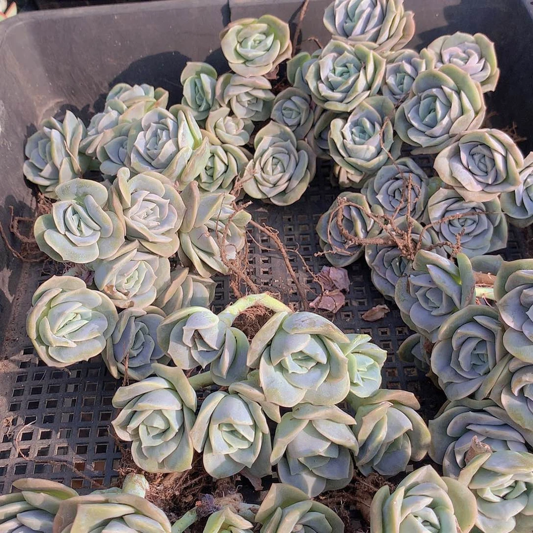 可爱玫瑰群245678899000000