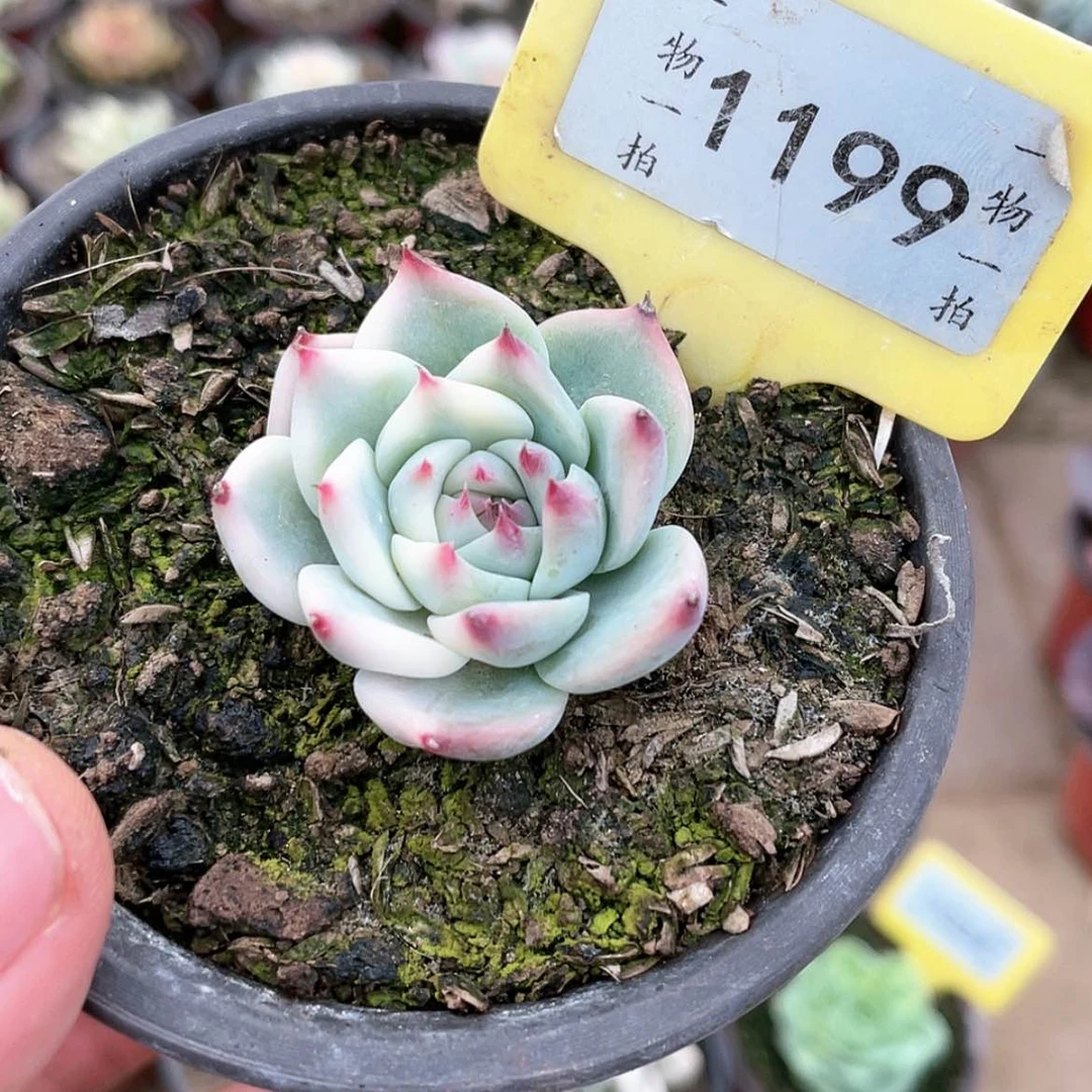 【闪购商品】1199号