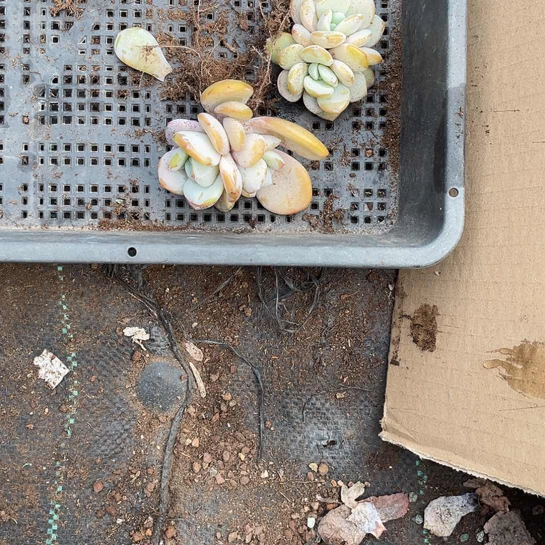 钰****麻306556655366655569