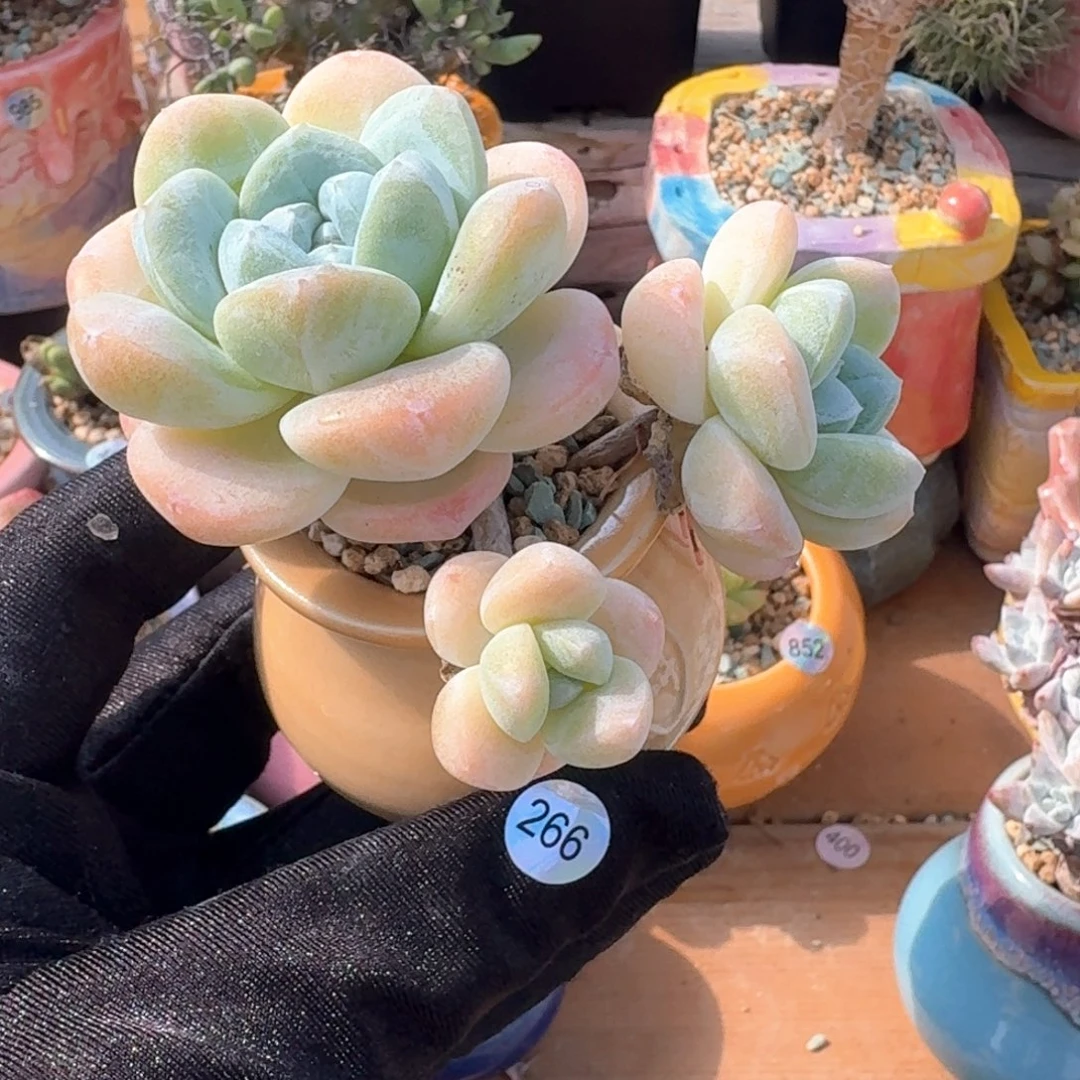 多肉含盆土 30元包邮 ➗偏远地区266