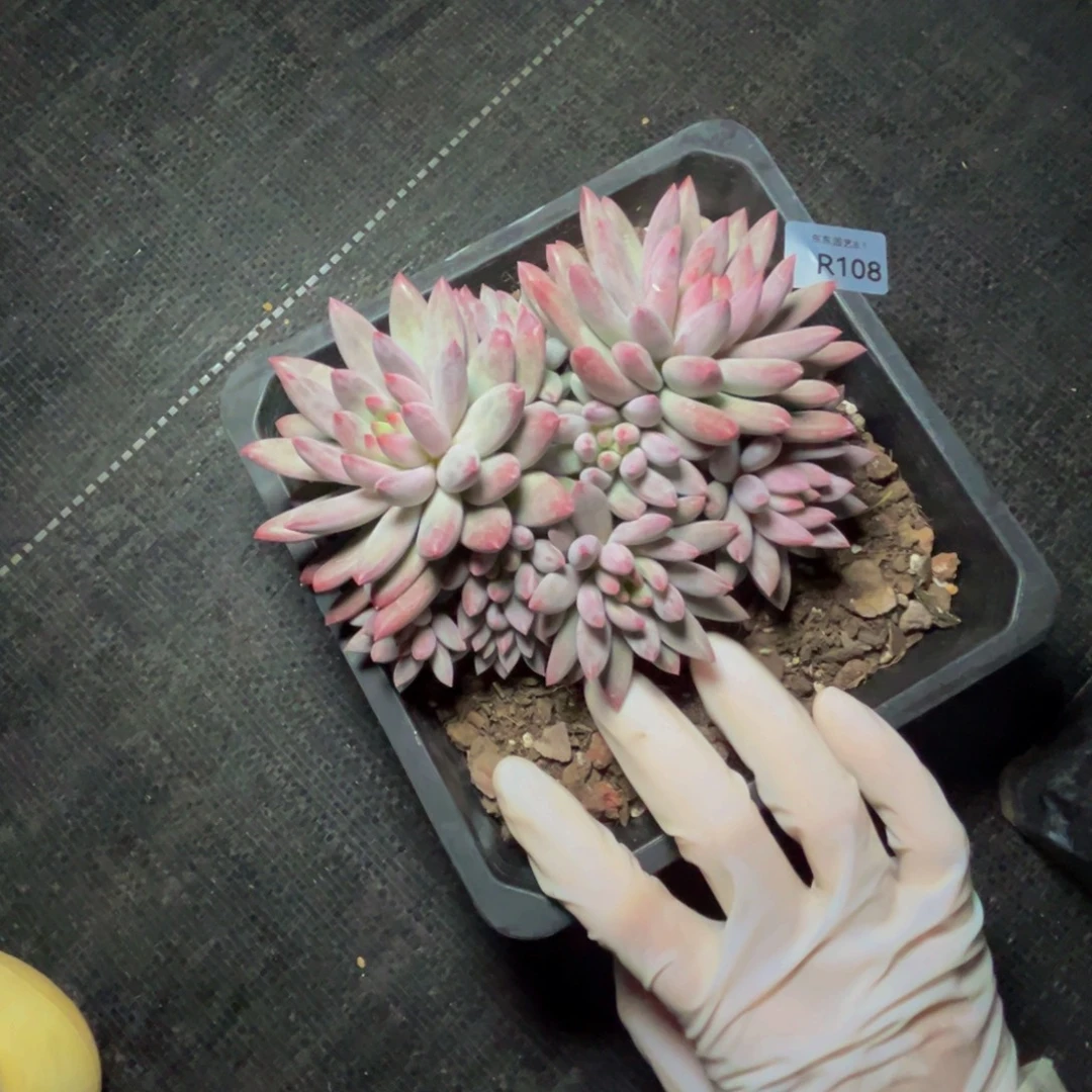 r108虞美人群生呀呀呀