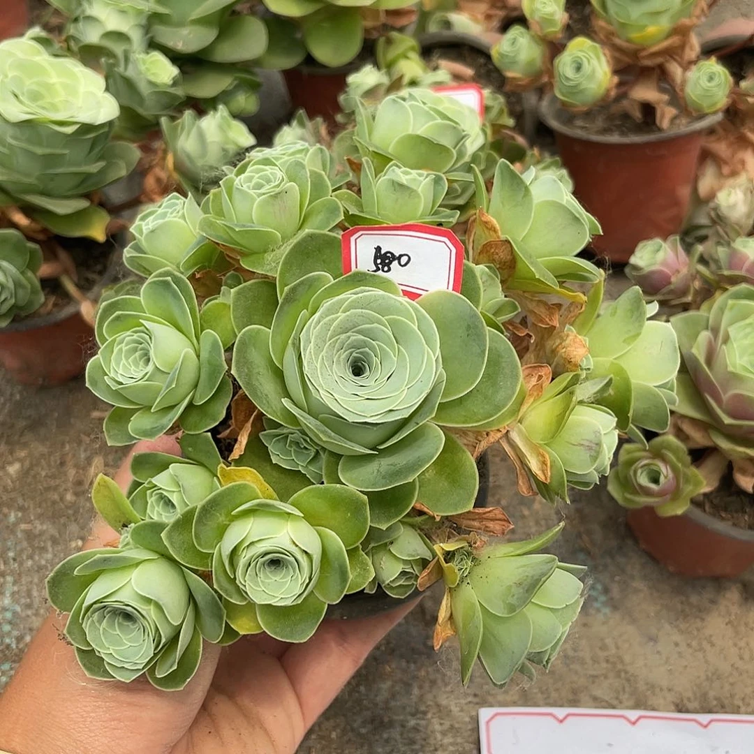 山地玫瑰多肉不售后 580