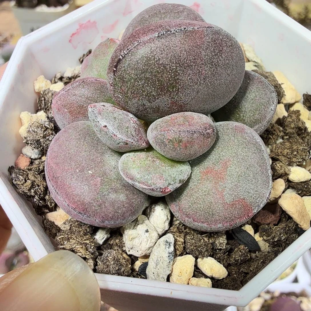 球球紫蛋水泡多肉植物