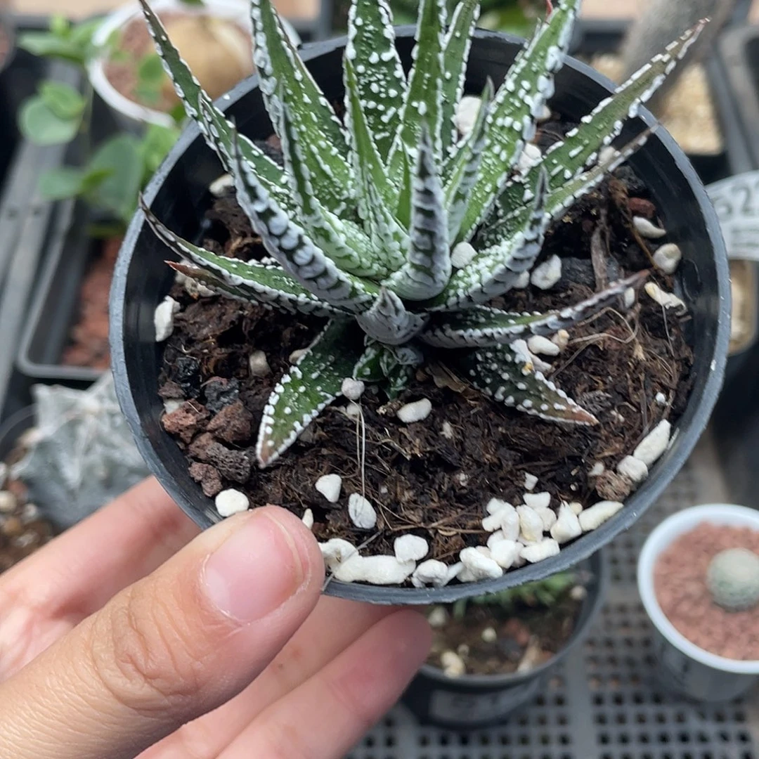 543斑马芦荟（满18元包邮）