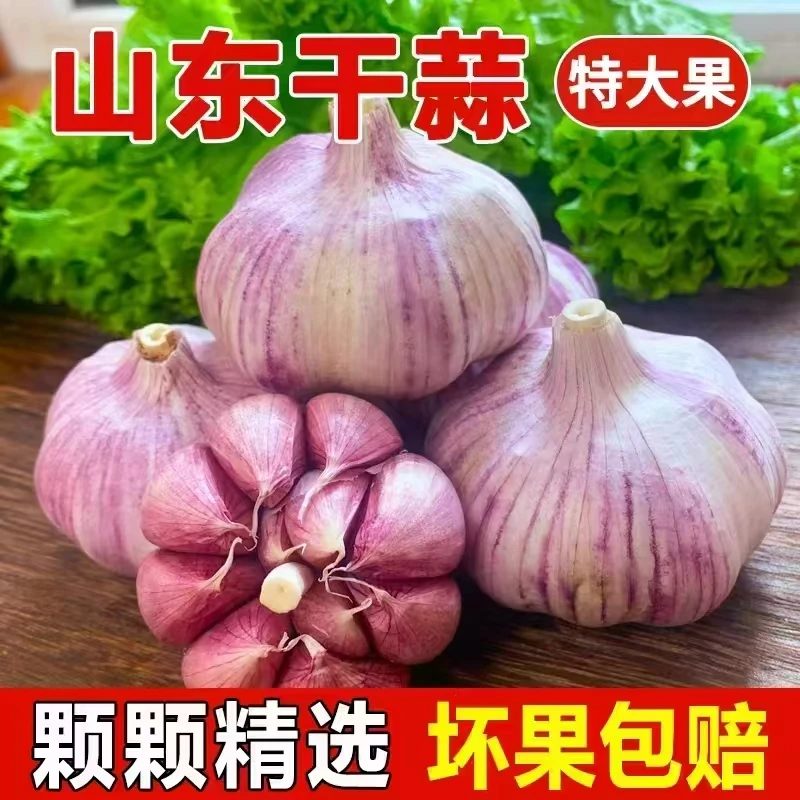 干蒜【商超品质】2025年新干蒜紫皮蒜红蒜多瓣蒜产地直发 辛辣提香