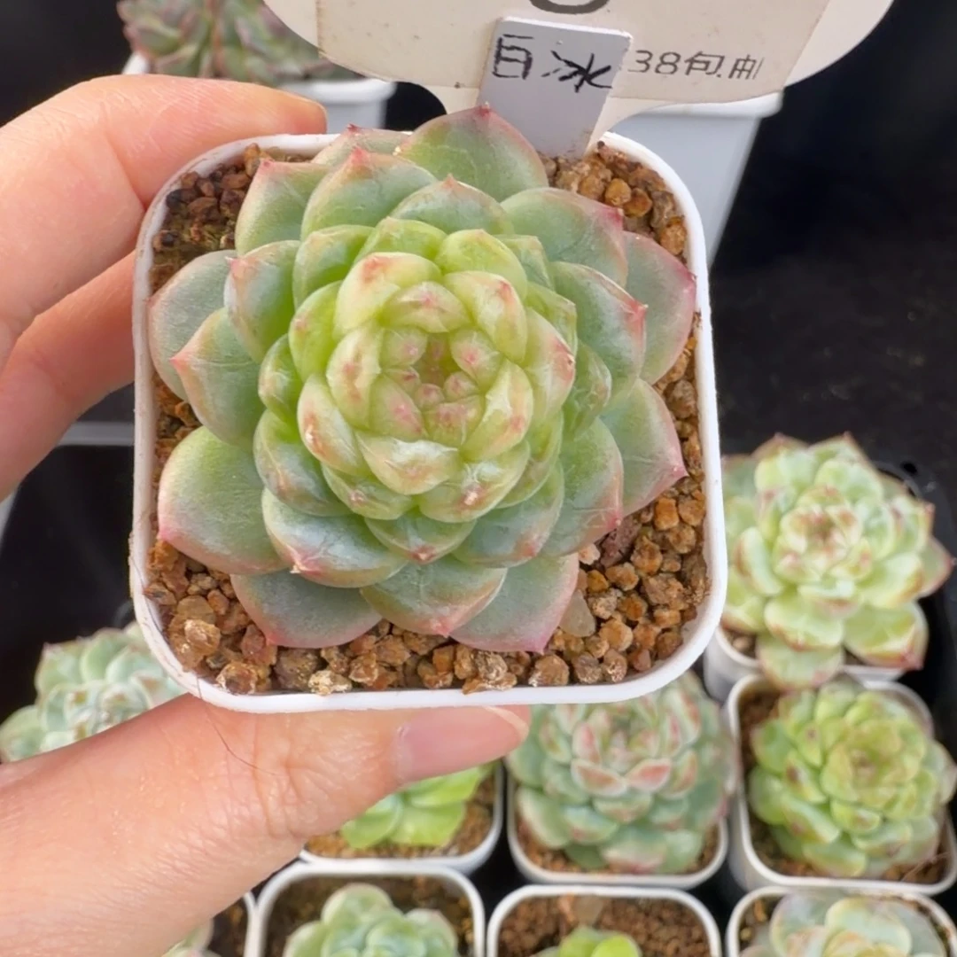 白冰单头福利8号一颗