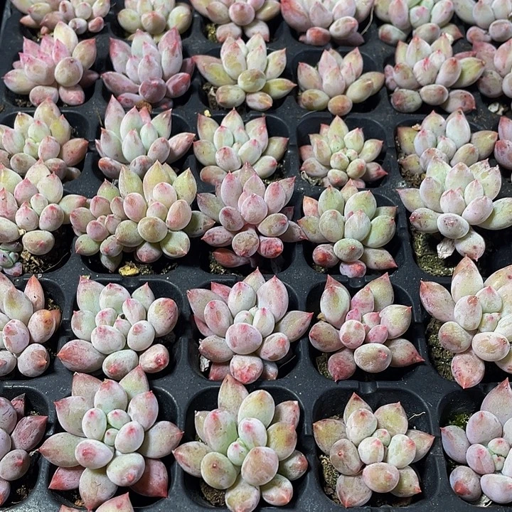 小所罗门1元带土发货