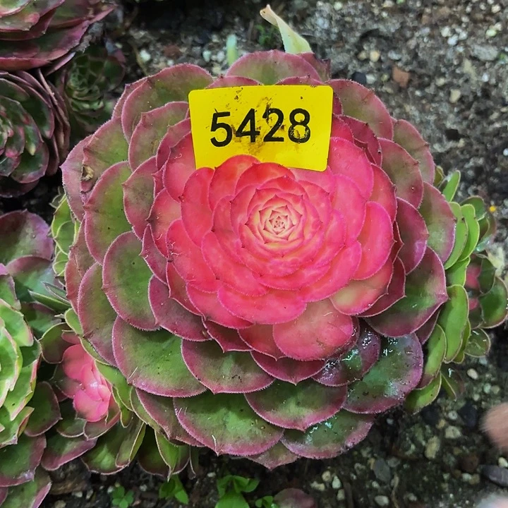 哈哈多好的福利啊5428月