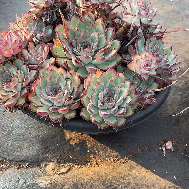 无花朵超大荷花。