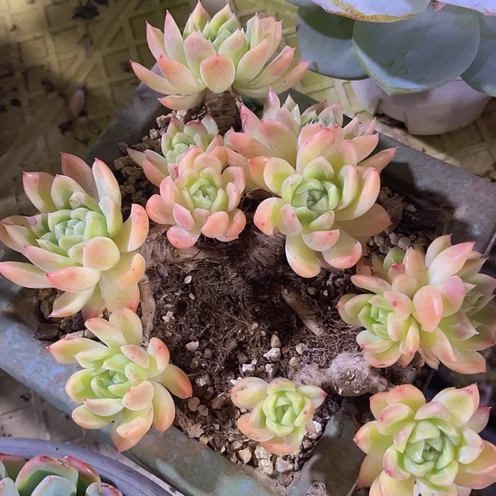 青鸾0633多肉植物