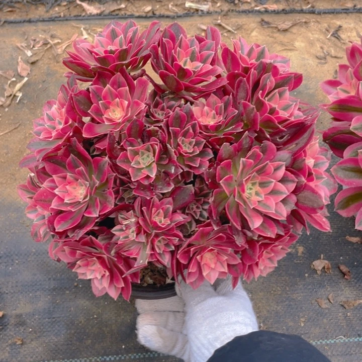 08女妖法师多肉断枝不售后