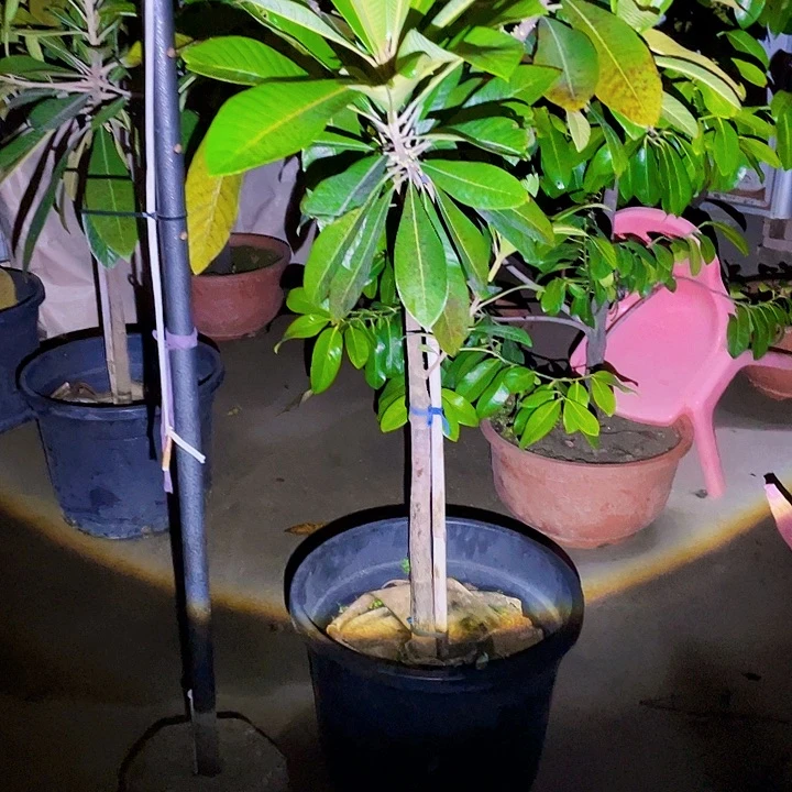 锋***少完全开放果树88888