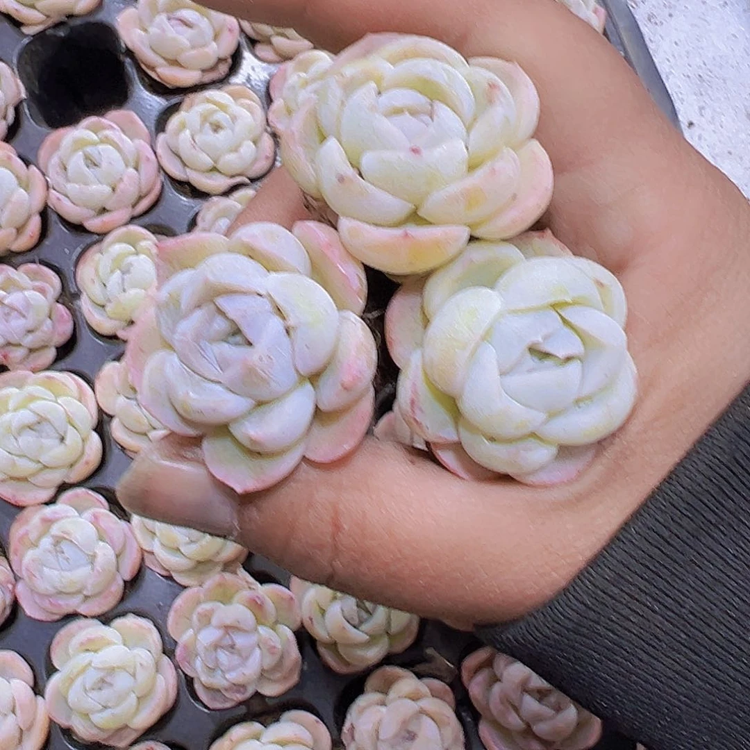 单头贝拉5个19包邮