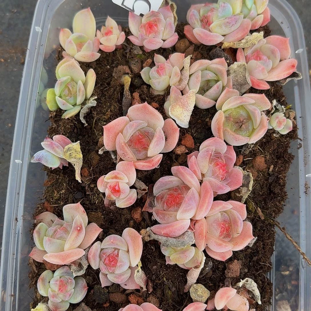 多肉植物多肉植物595