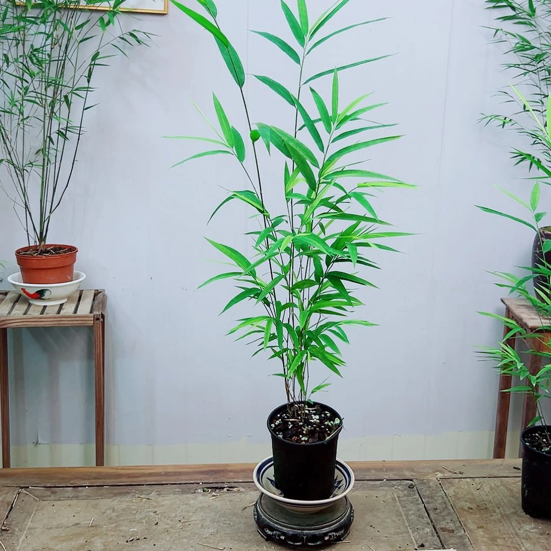 不开花植物内门竹