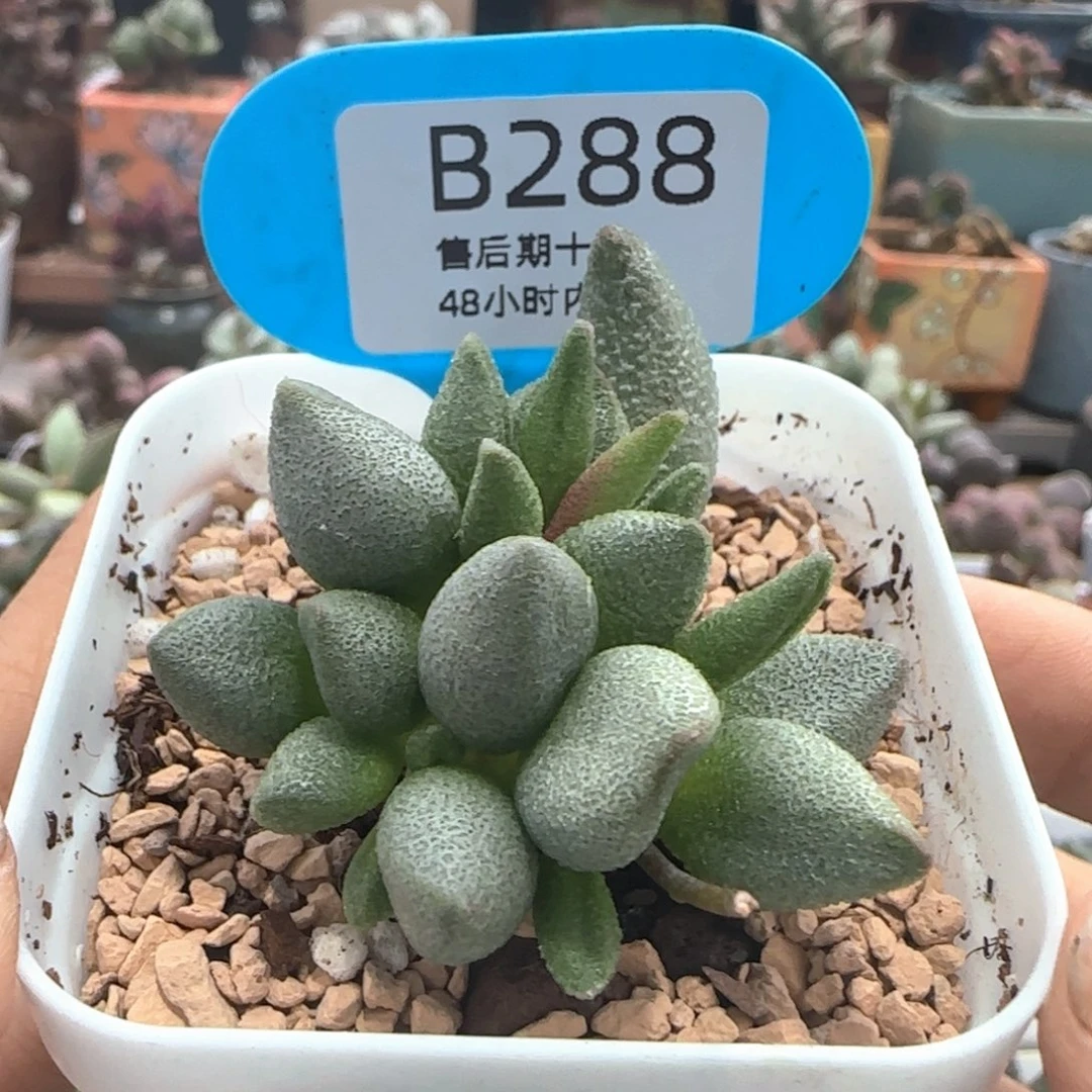 大红嘴。   288。
