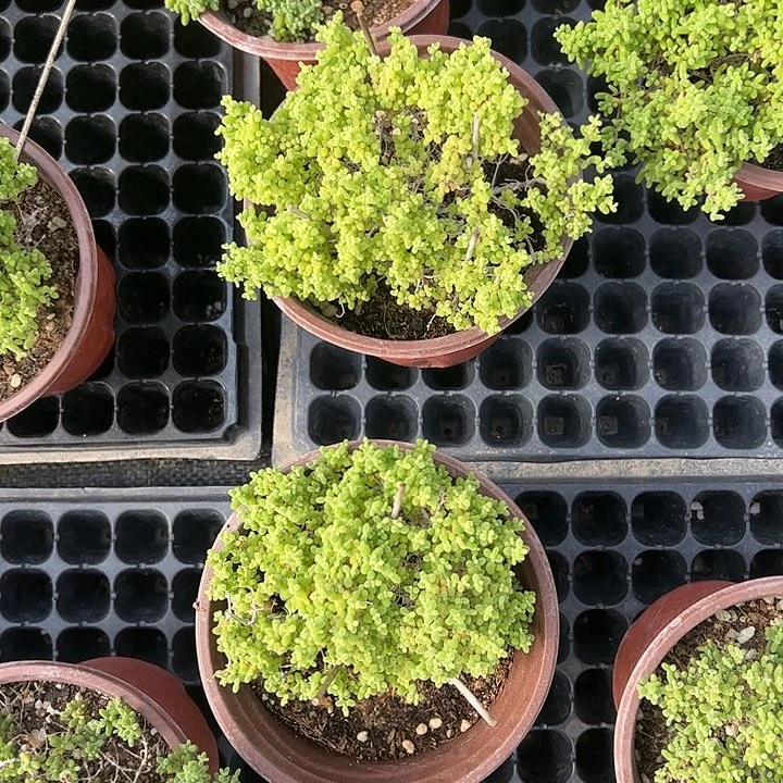 小小米，120盆老庄造型桩