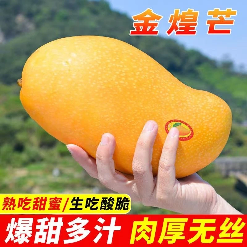 海南金煌芒应季新鲜水果无丝无筋香甜软糯5斤/9斤整箱产地直发