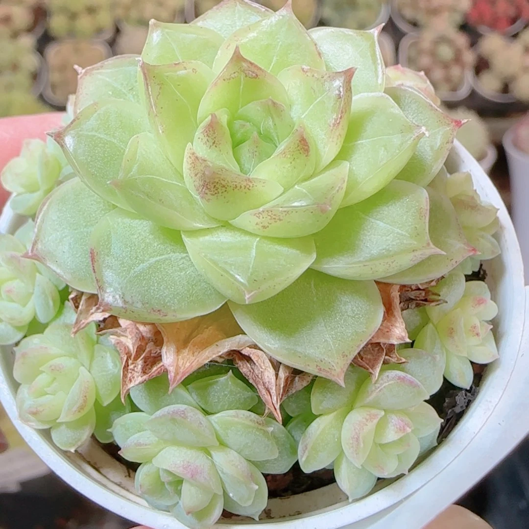 花语逸镜1116-332整