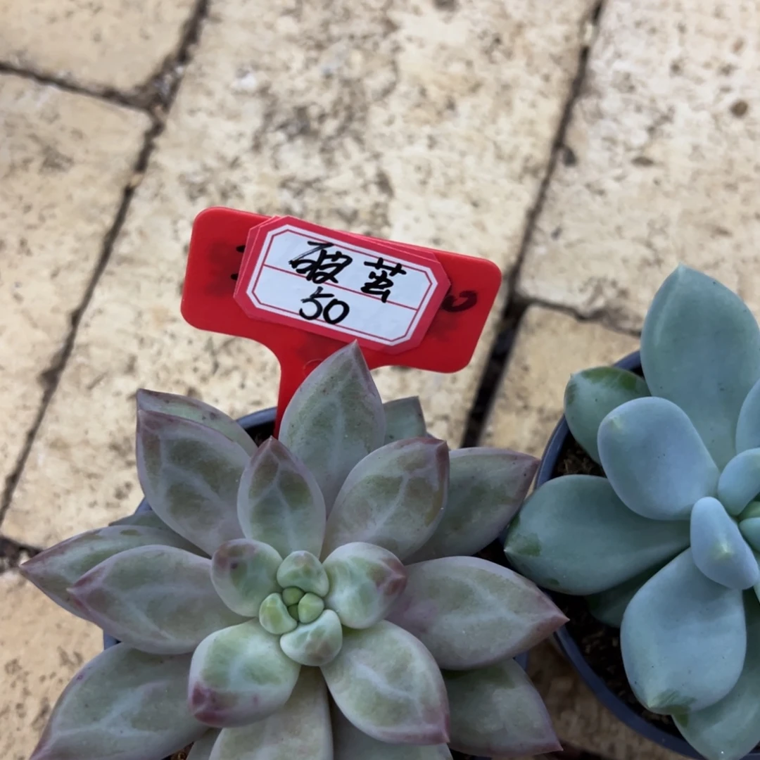 破***！破茧50。