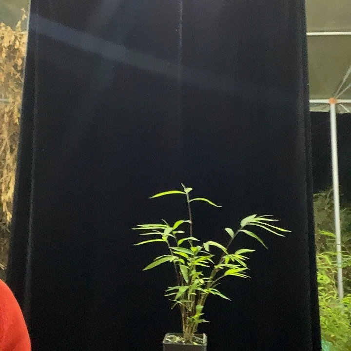 完全开放内门竹内门竹内门竹外门