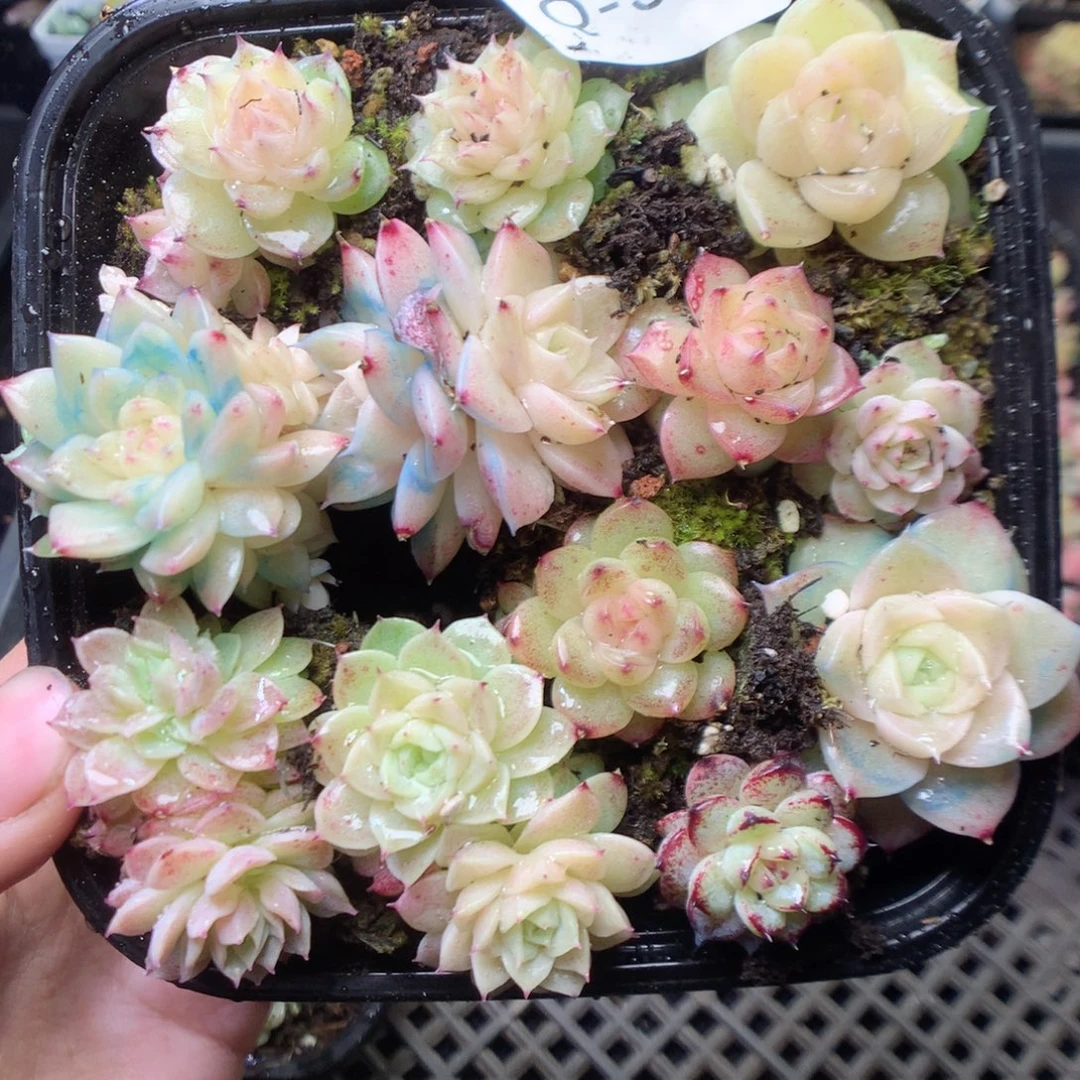 无花朵Q38。yyyyyyyyy