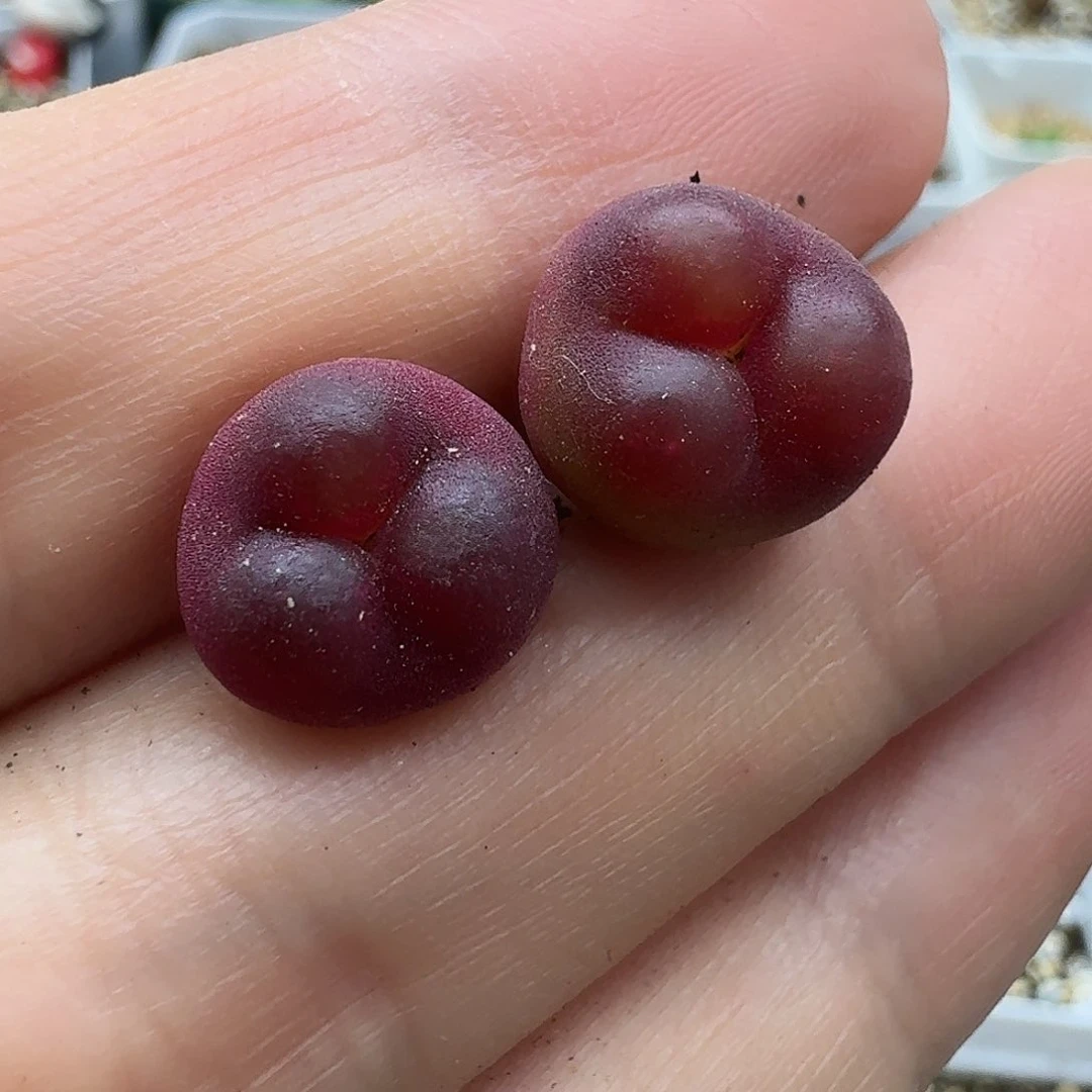 吴**?老马生石花吕红738
