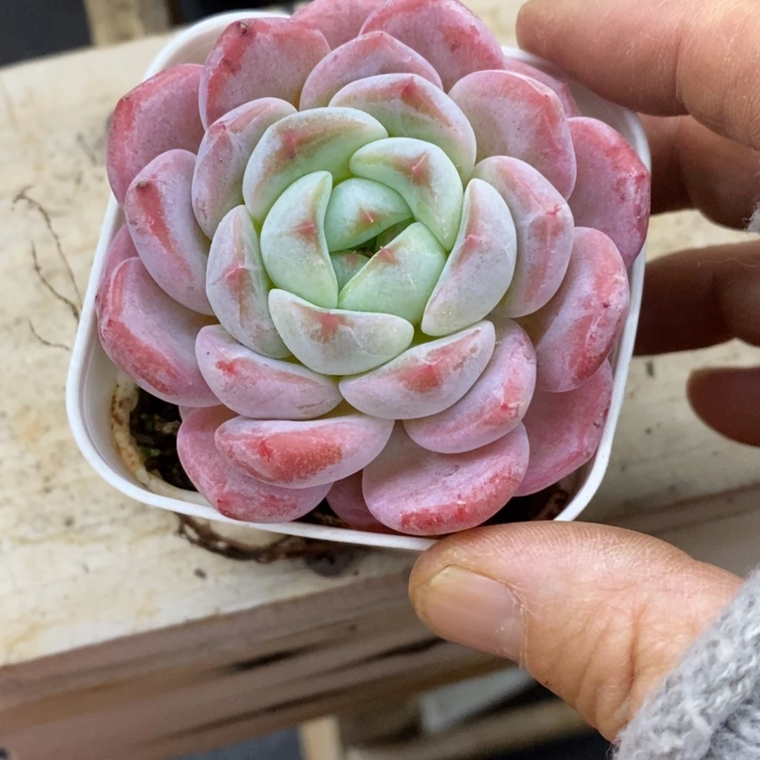 精品多肉一物一拍不包整162