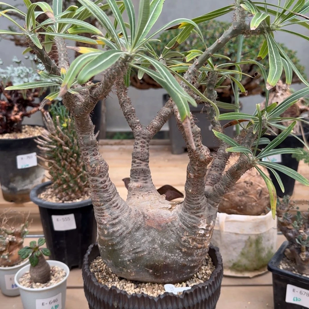 象芽宫绿皮块根植物