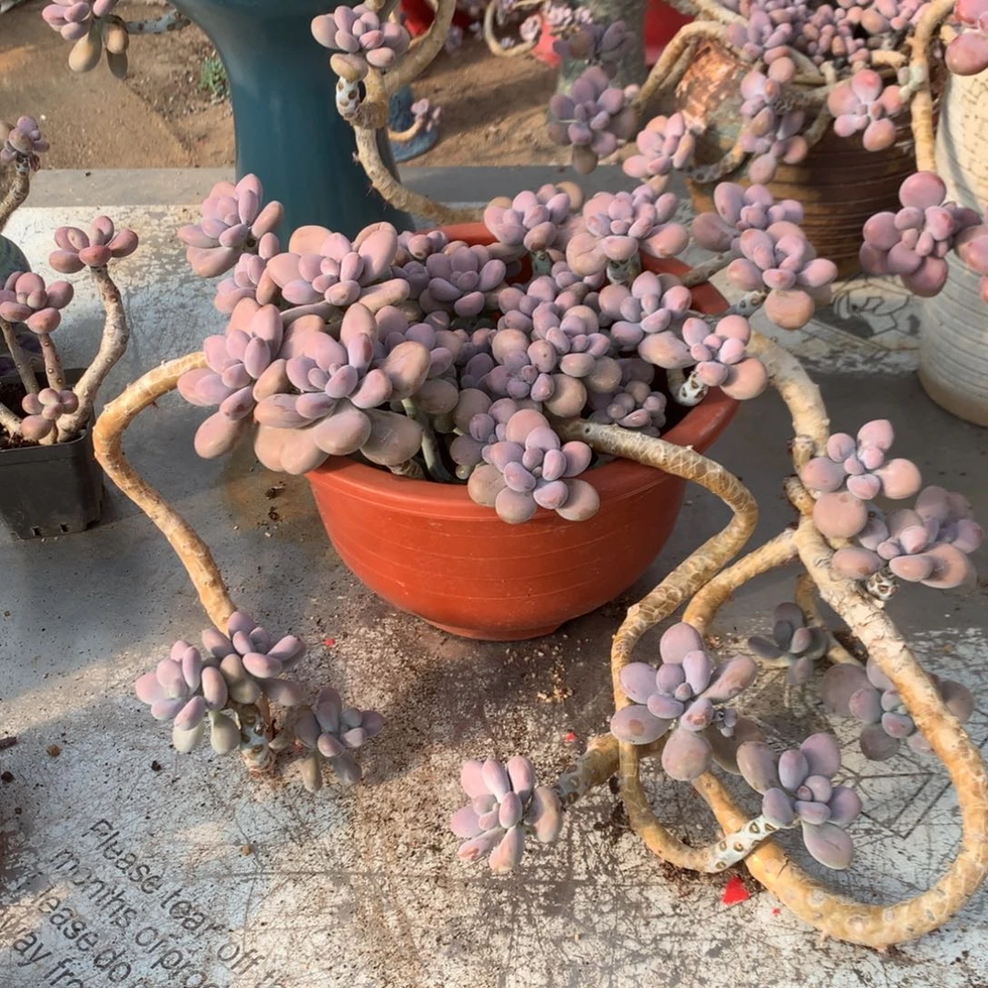 桃蛋老桩有瑕疵不售后26号