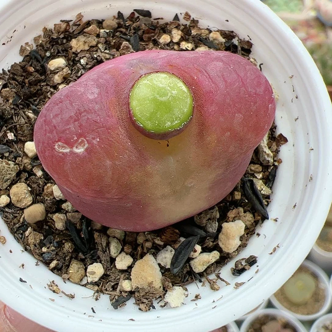 【闪购商品】294 带盆福利