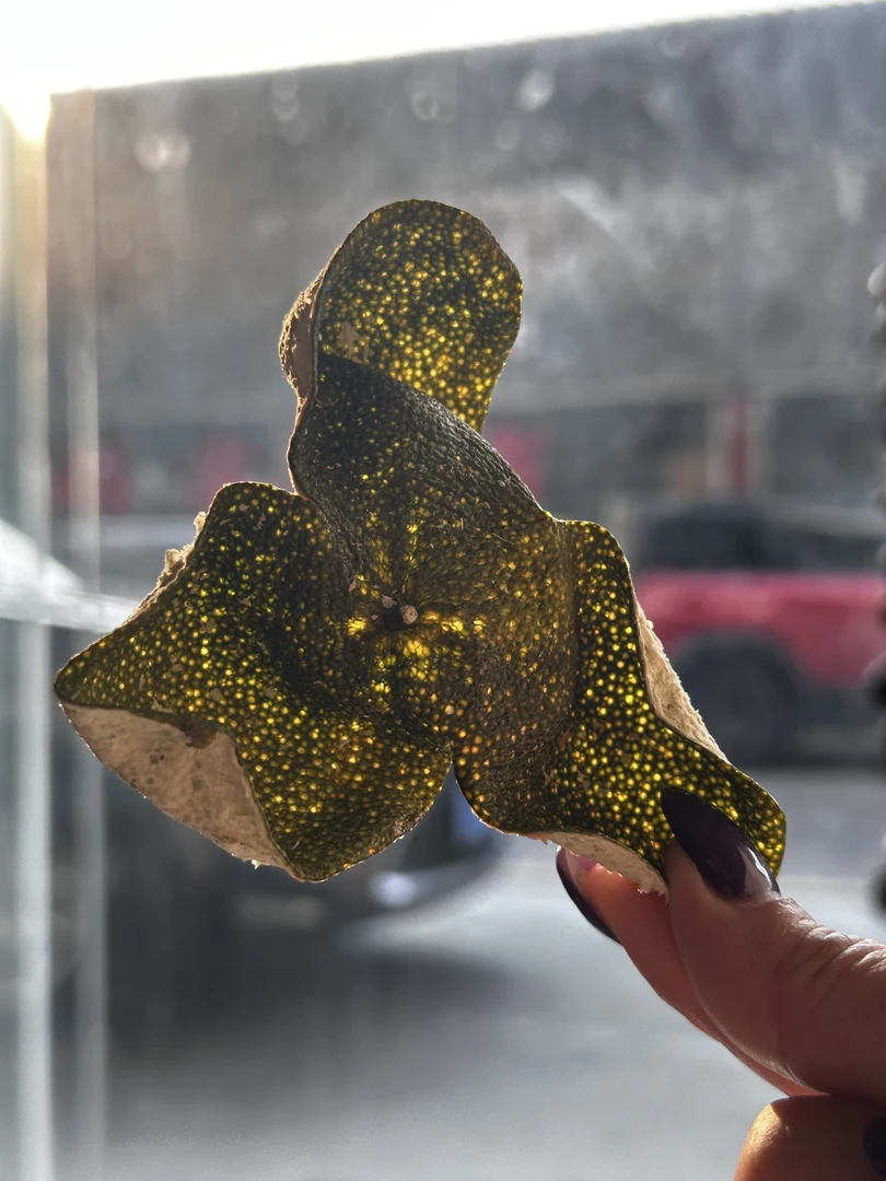 2025新会青皮 新皮自然生晒