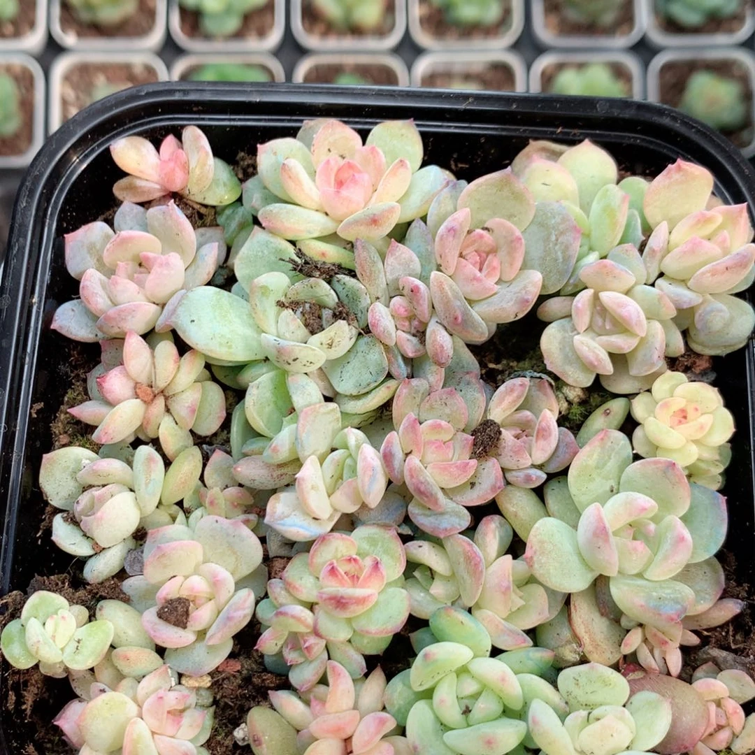 无花朵S193英语英语