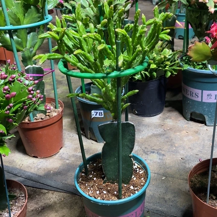 大部分花苞少量开放轩**睿150紫异类