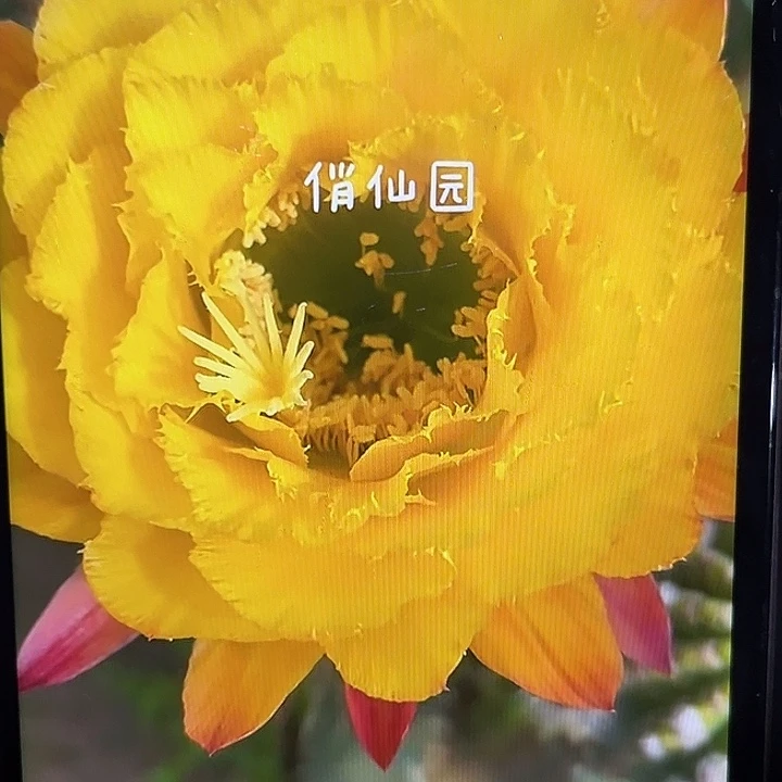 清清公主毛花柱7-8厘米