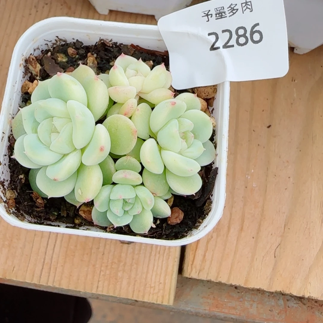 白体财富群福利，2286多肉植物