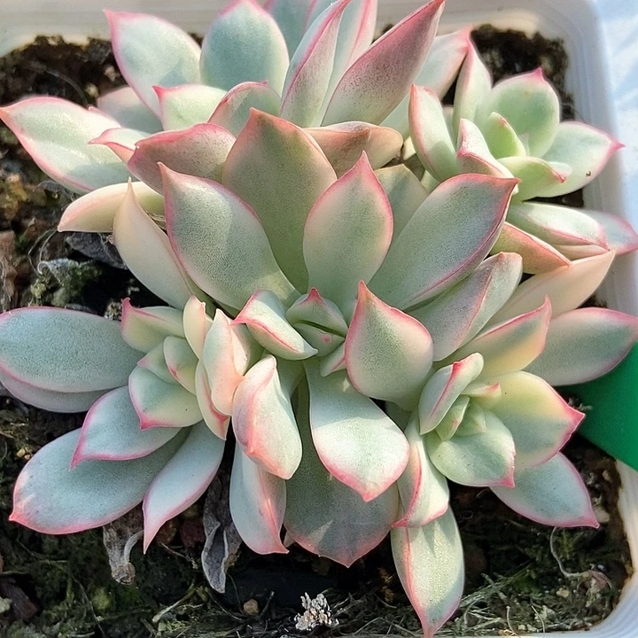 多肉植物月光女神锦807