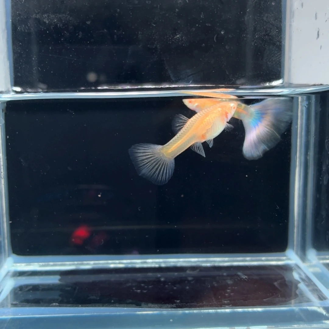 孔雀鱼幻彩蕾丝一对（22）