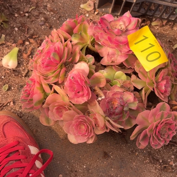 哈哈多肉葡萄福利110