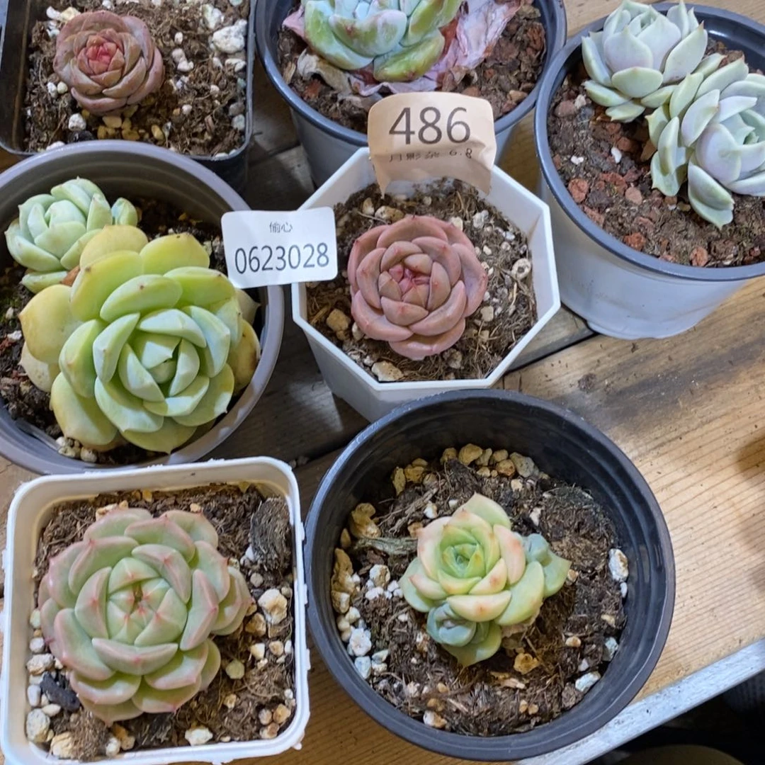 ?****0623028多肉多肉