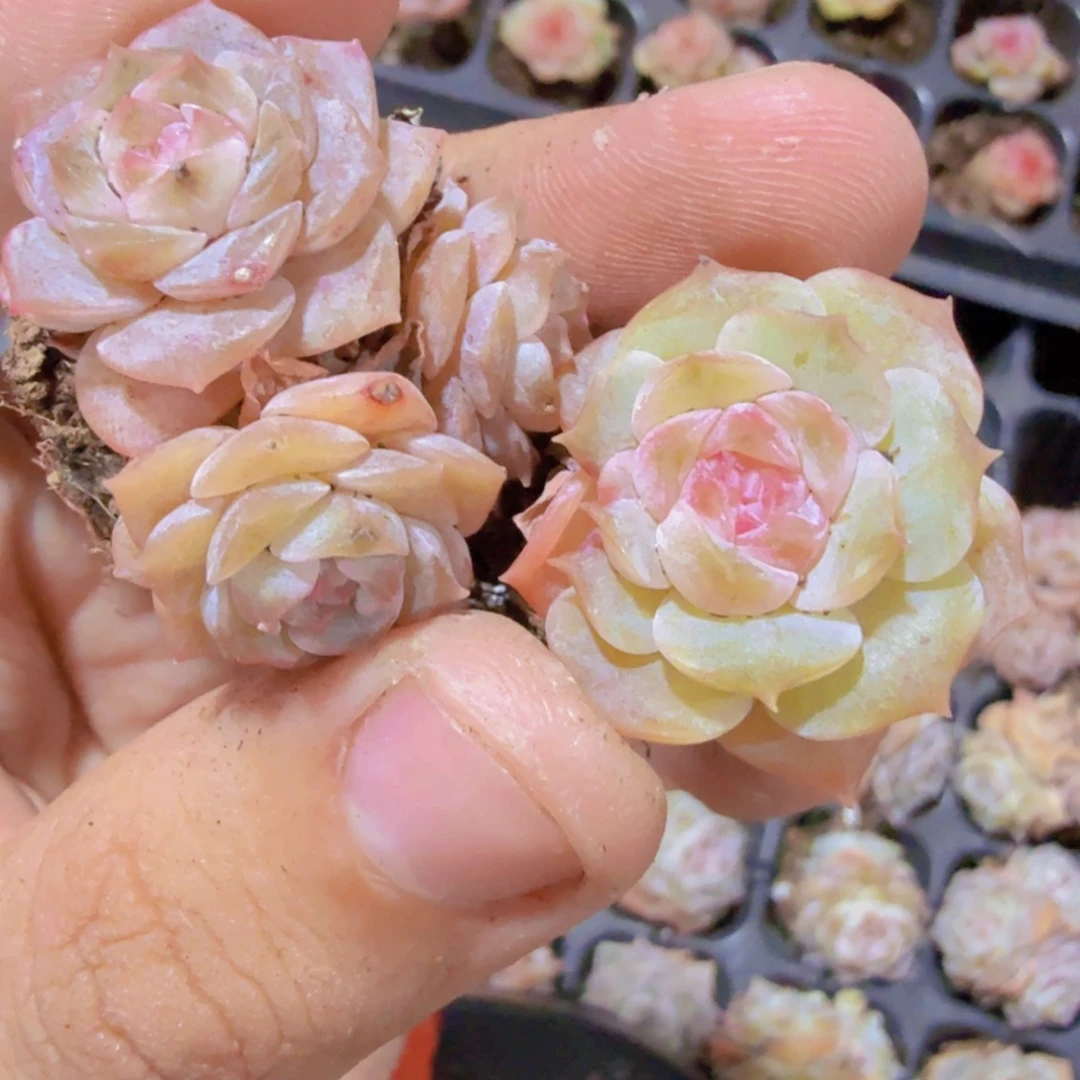 秘境冰魄五颗一组