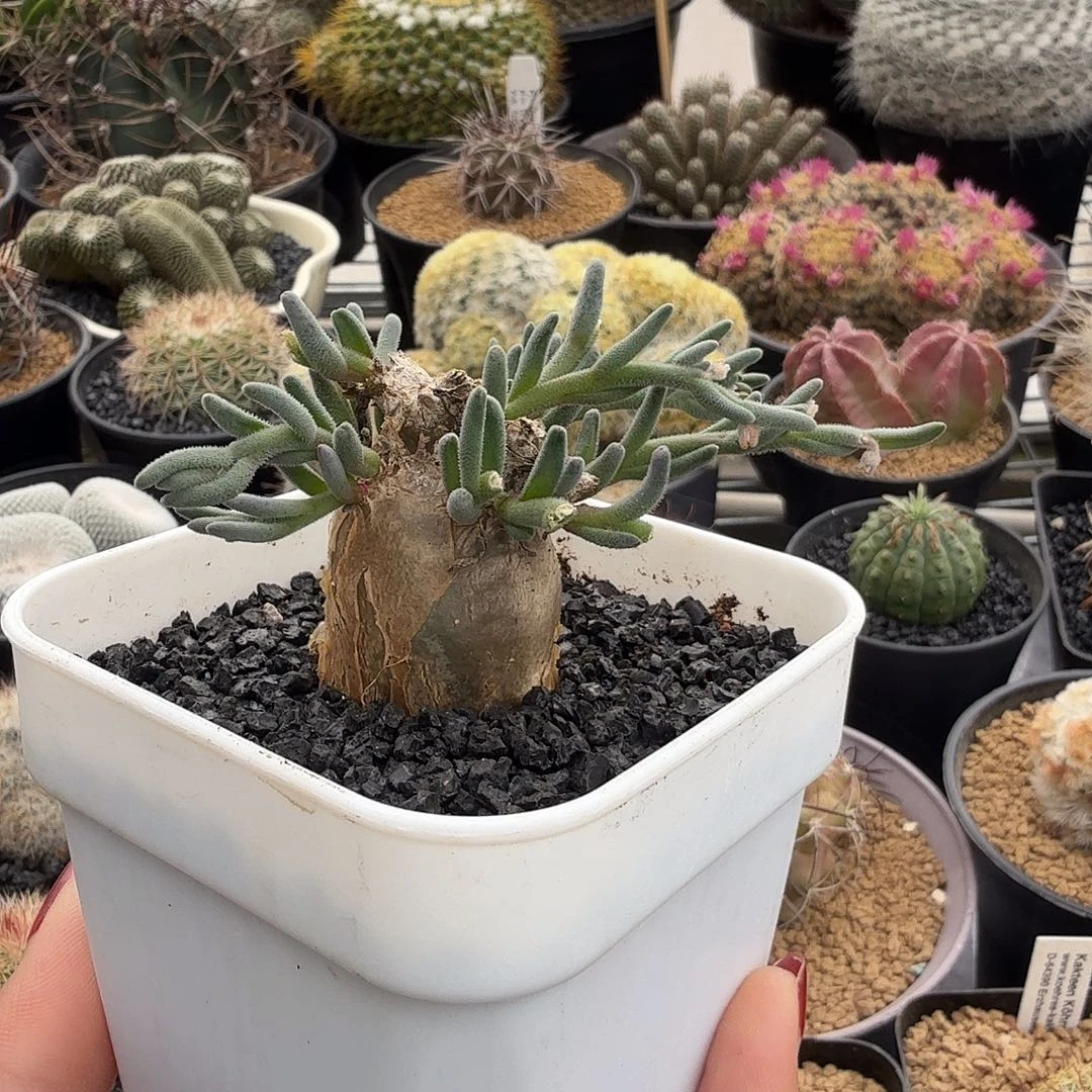 母本淡清霜脱土发货