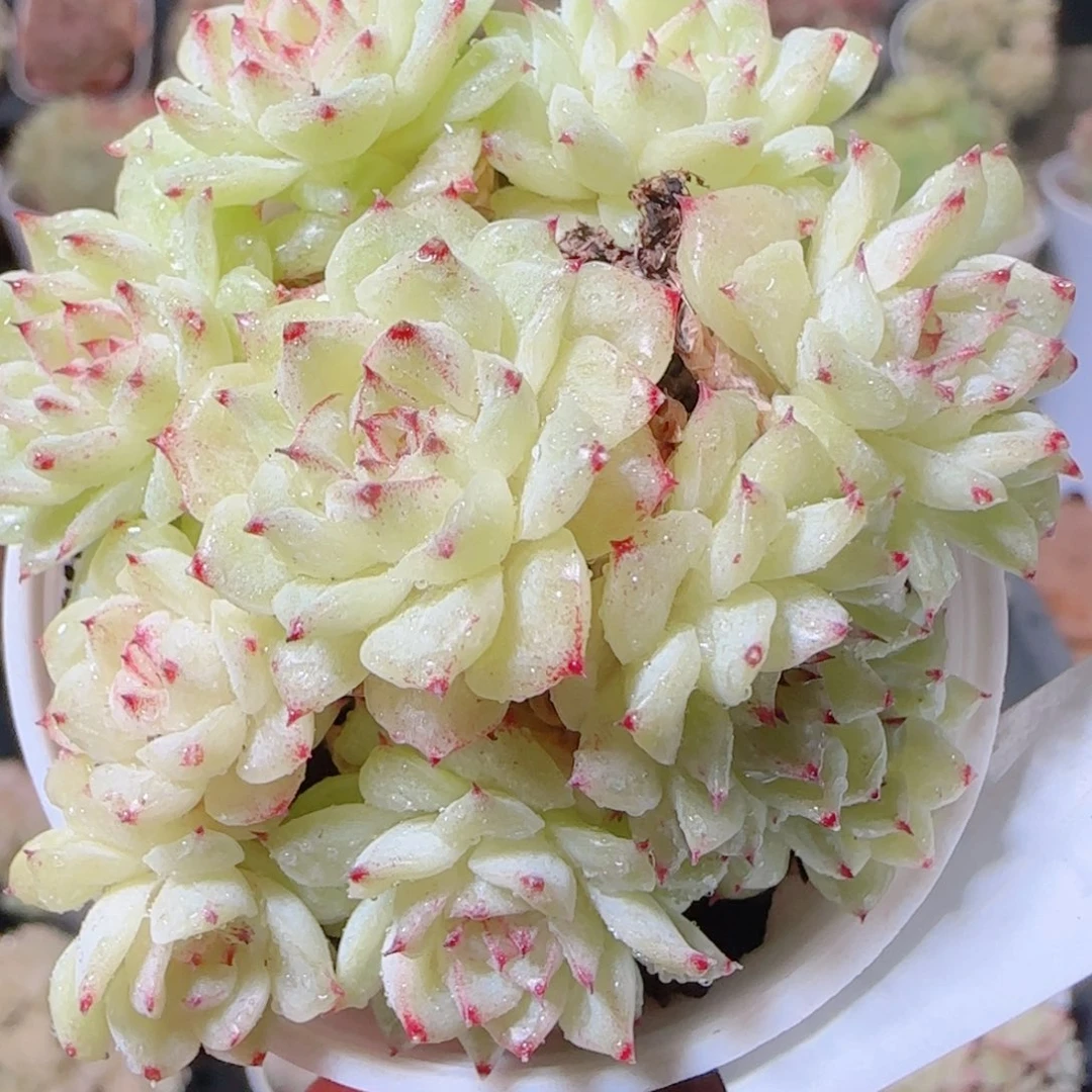 花语多肉1203-17散