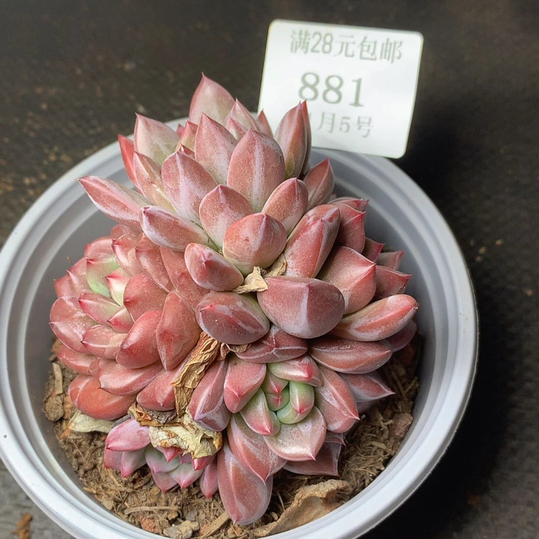 【闪购商品】云881号