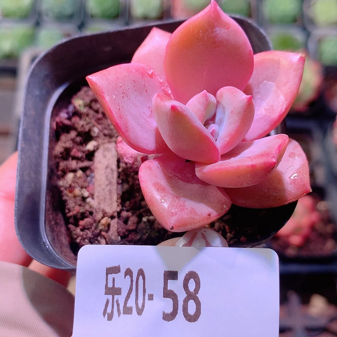 乐然20-58 彩虹糖