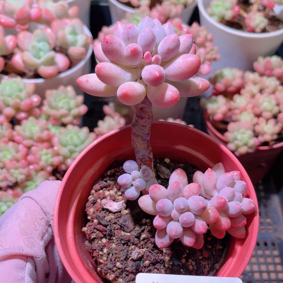 花利美23-445洛可可