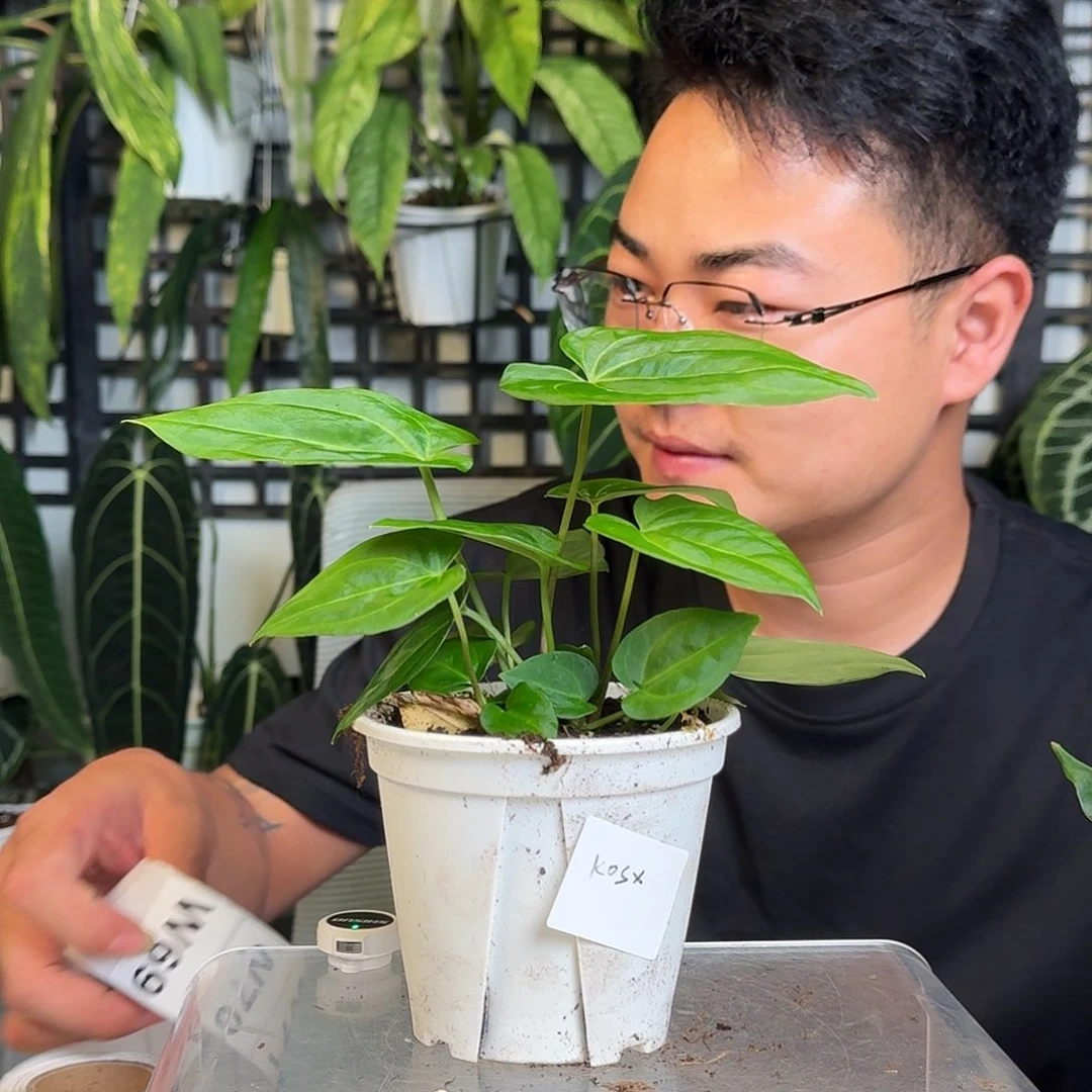 无花朵？一物一拍W69