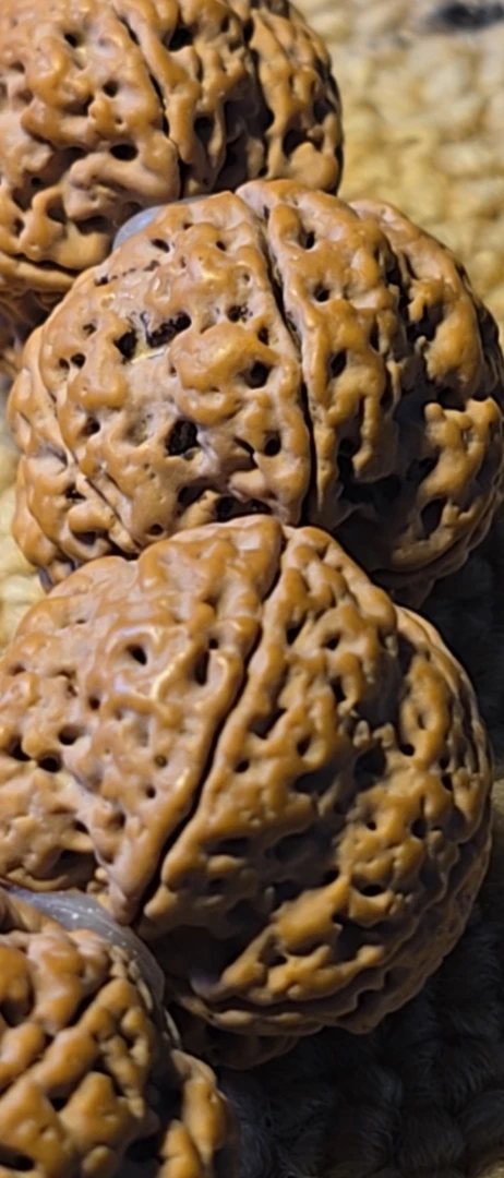 尼泊尔大金刚直播间改价链接