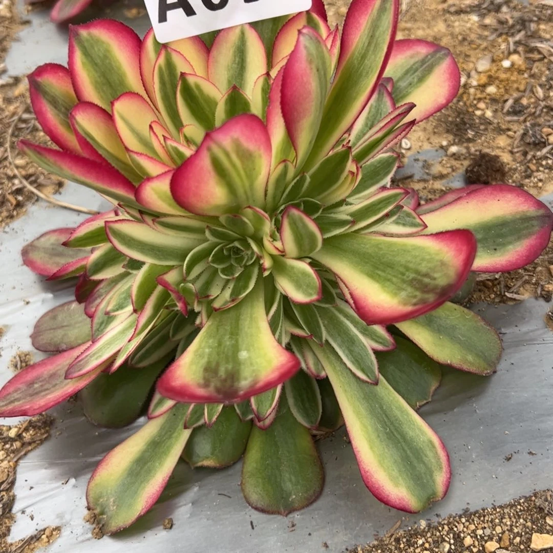 093荔枝。多肉植物