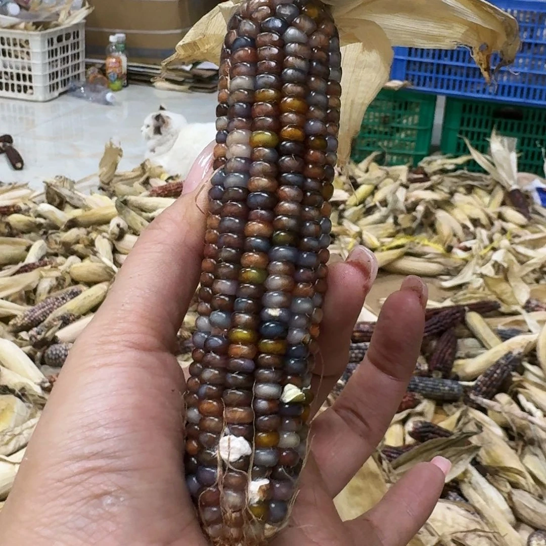 柏香籽/百香籽吊坠米*